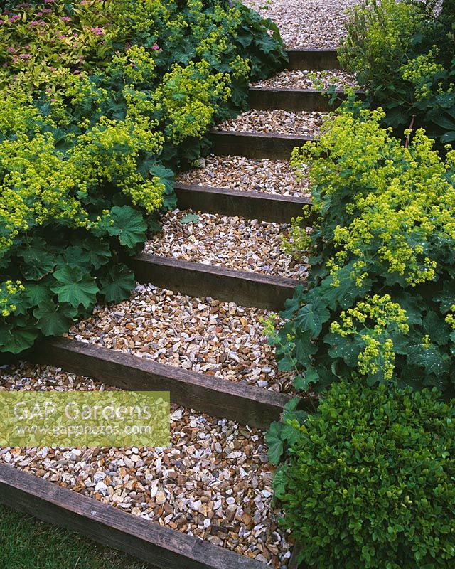 Gravel and sleeper path surrounded by Alchemilla mollis at the Fovant Hut, Wiltshire