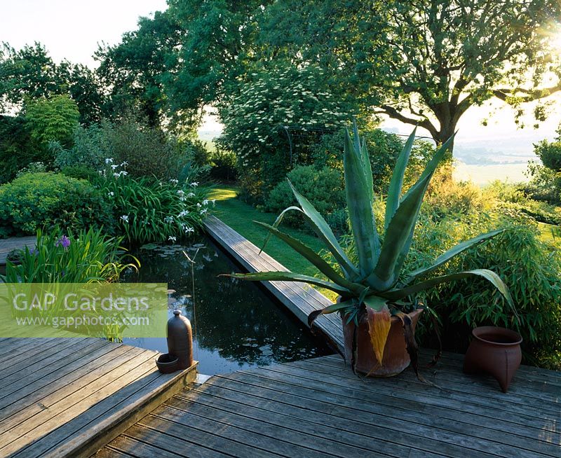 View of deck with pool, Agave americana in container and Fraxinus pallisae - The Fovant Hut, Wiltshire