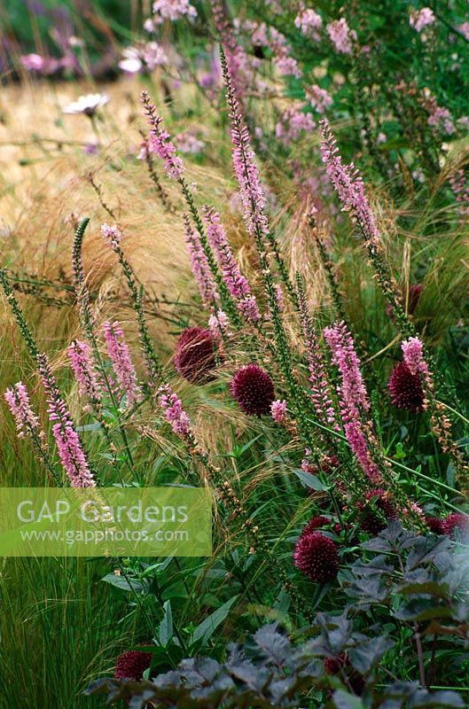 Veronica petraea 'Pink Damask' and Allium sphaerocephalon - Devon garden