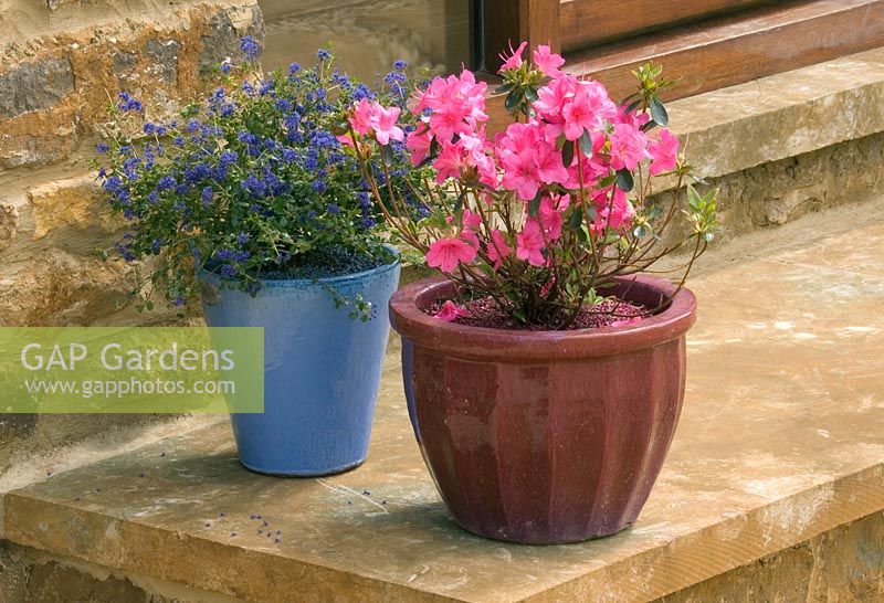 Ceramic containers on step planted with Azalea japonica 'Madame van Hecke' and Ceanothus centennial in Spring