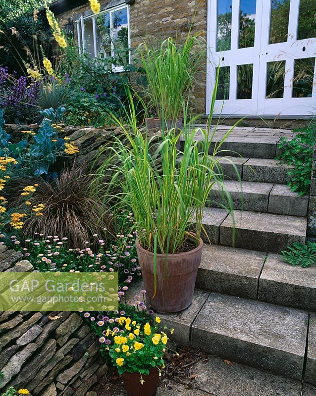 Steps beside the house with terracotta containers planted with Pennisetums, Wingwells nursery, Rutland