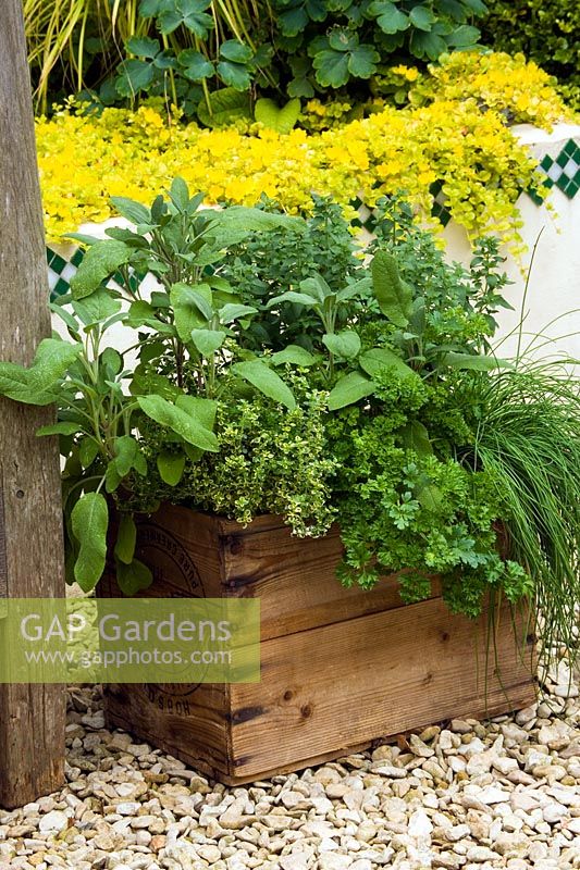 Old wooden wine box herb container with chives, parsley, sage and oregano. Design Clare Matthews
