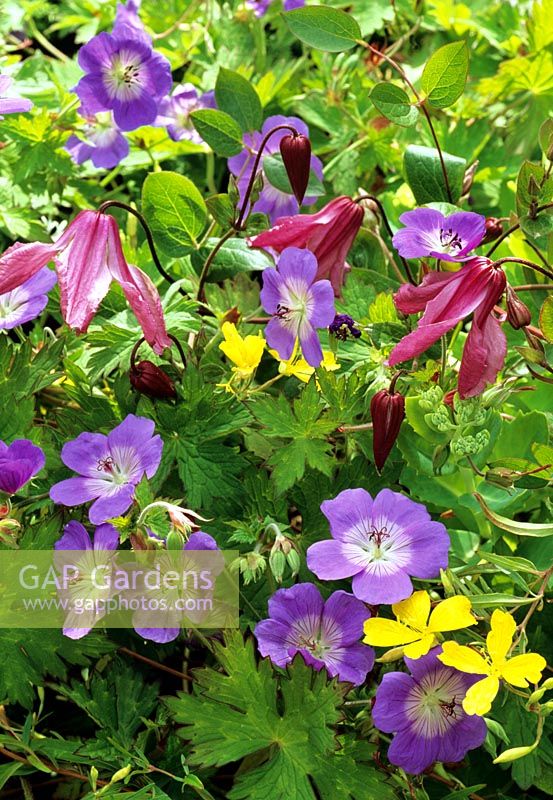 Pink flowered Clematis 'Alionushka' scrambling over Geranium 'Rozanne' and the unusual Oenothera fruticosa 'African Sun'