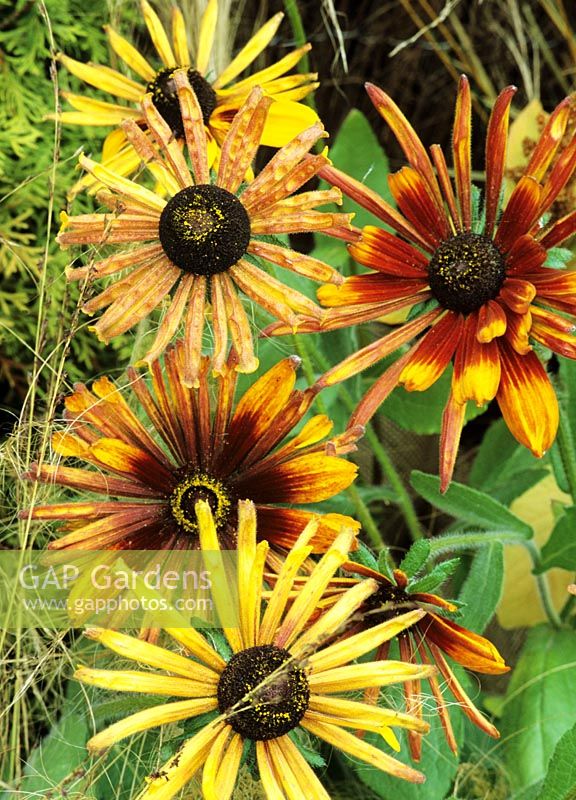Unusual Rudbeckia x hirta 'Chim Chiminee' with fluted petals rising through the wispy seed heads of the grass Deschampsia flexuosa