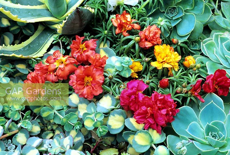 Succulent leaved Portulaca in flower amongst other drought resistant plants including Echeveria and Sedum sieboldii 'variegata' 