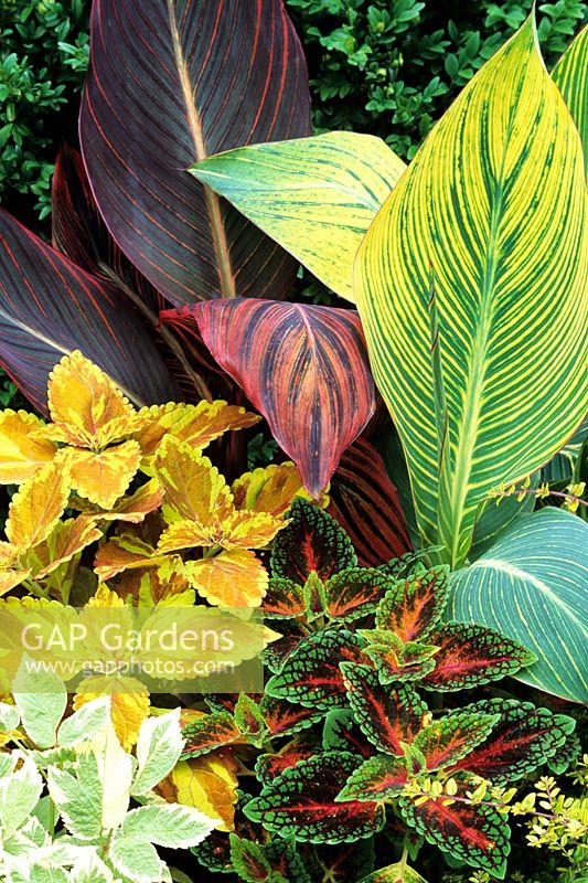 Exotic foliage contrasts for the summer. Canna 'Striata' and 'Tropicanna' (red striped) with mixed varieties of Coleus - Solenostemon and variegated ground elder in the foreground