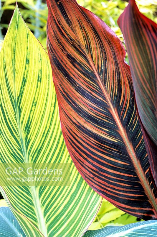 Canna 'Tropicanna' with Canna 'Striata' shot against the light to reveal the leaf patterns