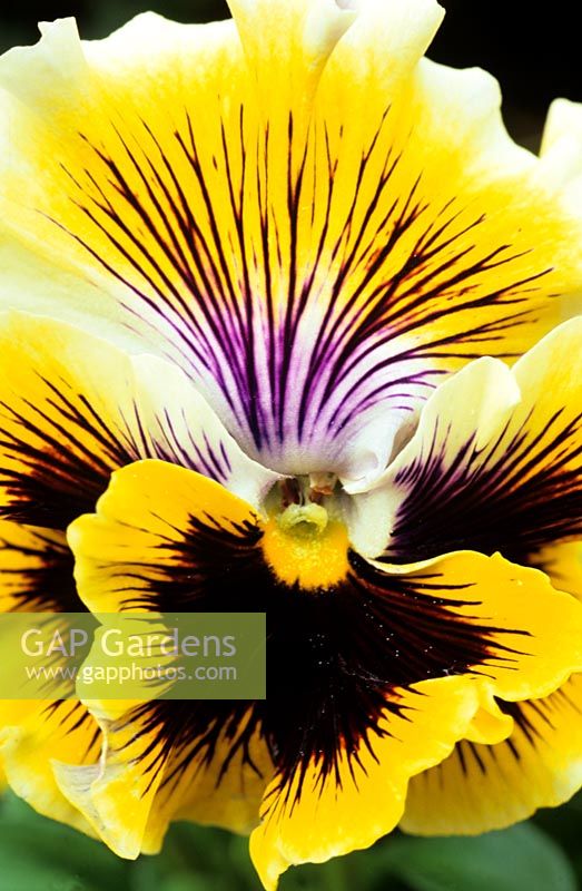 Beautifully marked pansy Viola 'Fizzle Sizzle Yellow'