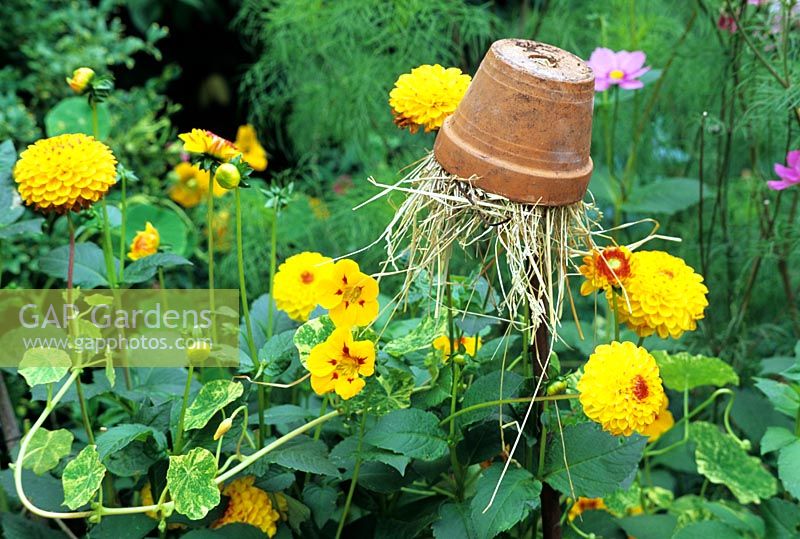 Earwig trap on top of a cane supporting Dahlia plants to reduce petal damage. The terracotta pot is stuffed with straw and attracts the insects inside