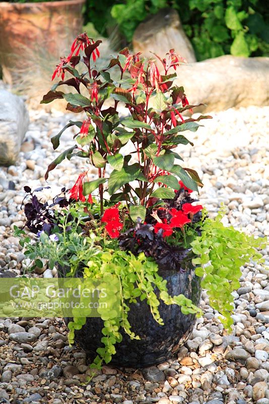 Completed glazed pot with Fuchsia thalia, Petunia 'Fantasy Red', Basil 'Purple Ruffles', Lavandula, Lysimachia aurea 'Goldilocks' and Carex comans 
