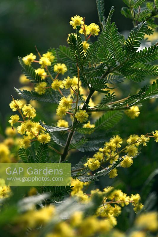 Flowering Acacia baileyana 'Purpurea' - Wattle