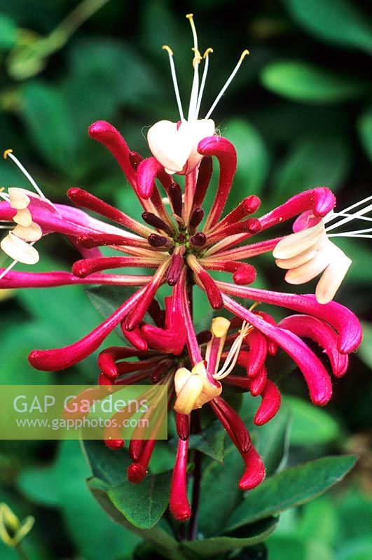 Lonicera periclymenum 'Serotina'