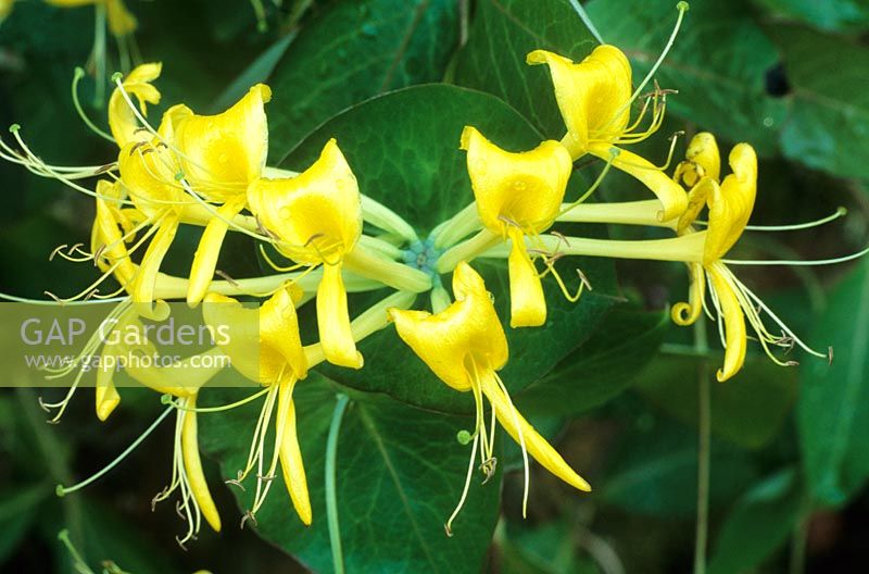 Lonicera tragophylla