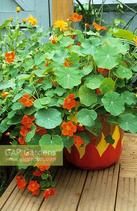 Painted pot in the hot area with Tropaeolum majus and marigolds 