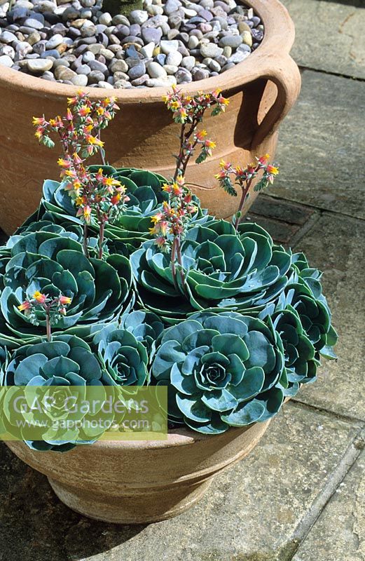 Succulent - Echeveria  in a terracotta container