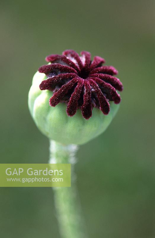 Papaver orientale seedhead - oriental poppy