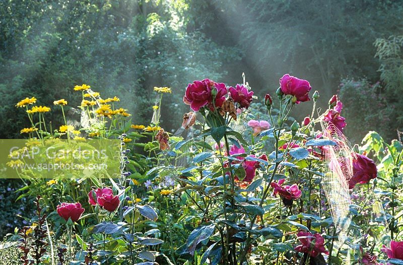 Fading roses in a misty autumn border at Upper Mill Cottage