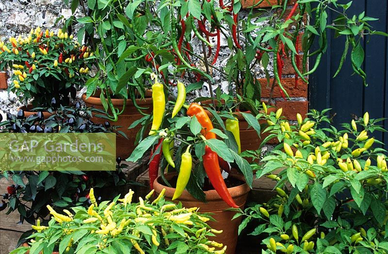 Chillies in pots at West Dean.  BJ114, Fireball, BJ112, Hot Banana, Purple Prince, Galkunda miris, Cayenne Purple, Rooster Spur.