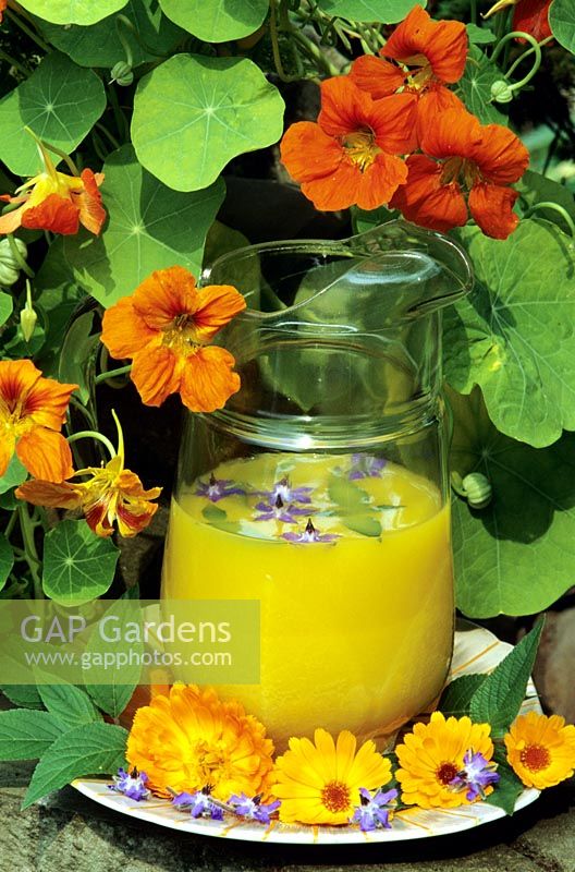 Refeshing summer drink draped in Tropaeolum majus flowers. Orange juice with pineapple sage and Borago officinalis flowers floating on the surface. Calendula officinalis, pineapple sage and Borago officinalis flowers at the base of the jug. All the flowers are edible.