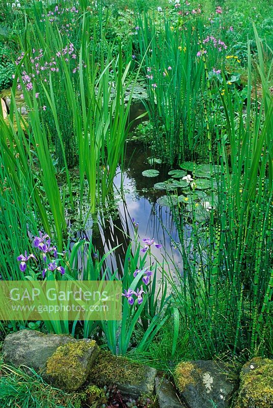 Small wildlife pond planted with Equisetum, Irises and Water Lilies