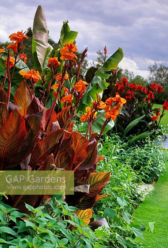 Musa sikkimensis, Canna Tropicanna and Canna 'Red Assault' - RHS Hyde Hall, Rettendon, Essex   