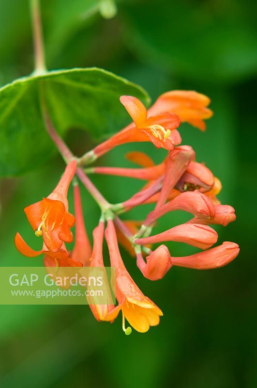 Lonicera x brownii 'Dropmore Scarlet'