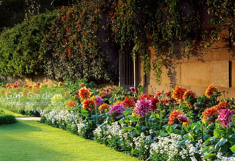 Border with Cactus group Dahlias - The Rashtrapati Bhavan Moghul Garden, New Delhi, India - Garden laid out by Edwin Lutyens