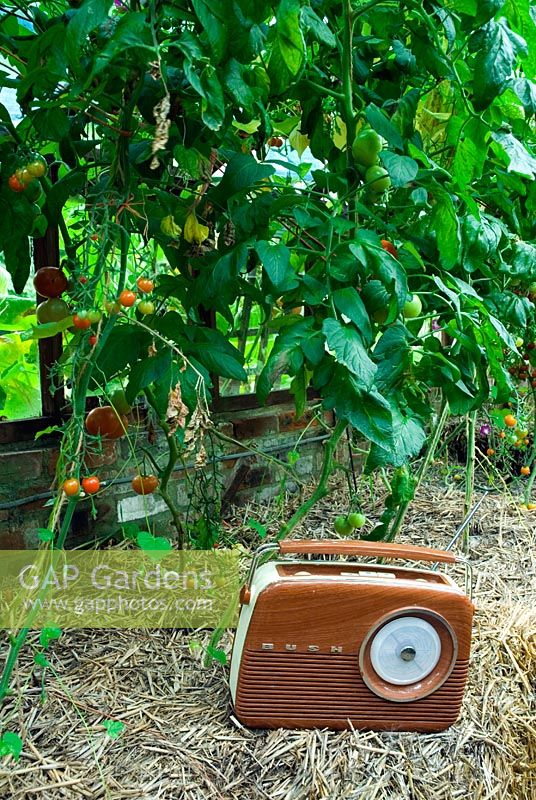 Greenhouse with old radio and tomatoes planted in bales of straw