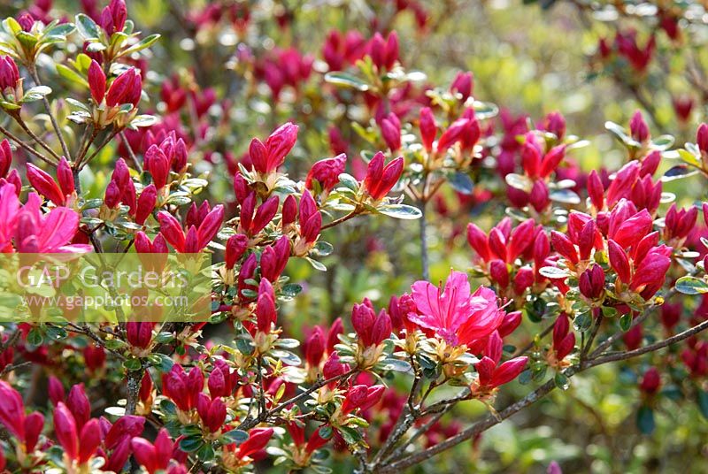 Rhododendron 'Hino-crimson' AGM