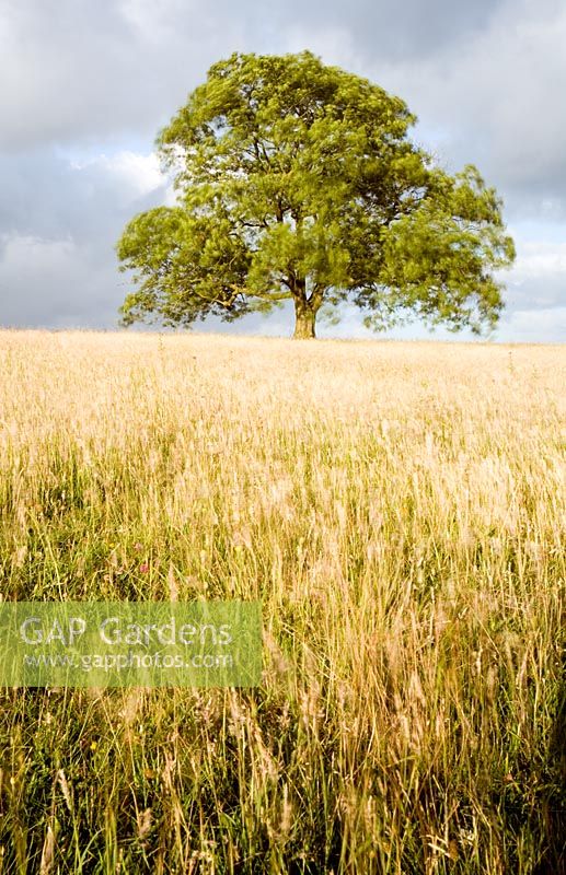 Fraxinus - Ash tree in field with long grass