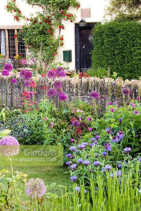 Cottage garden bed with Allium hollandicum 'Purple Sensation' and Centaurea montana