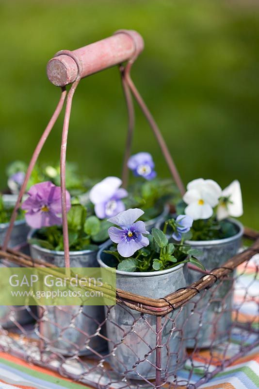 Violas in a wire-work basket and galvanised pots, on a stripy seat
