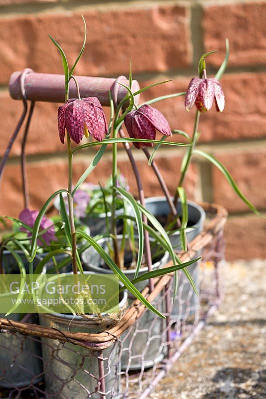 Fritillaria meleagris, Snakes head fritillary in galvanised wire container on lichen covered stone seat