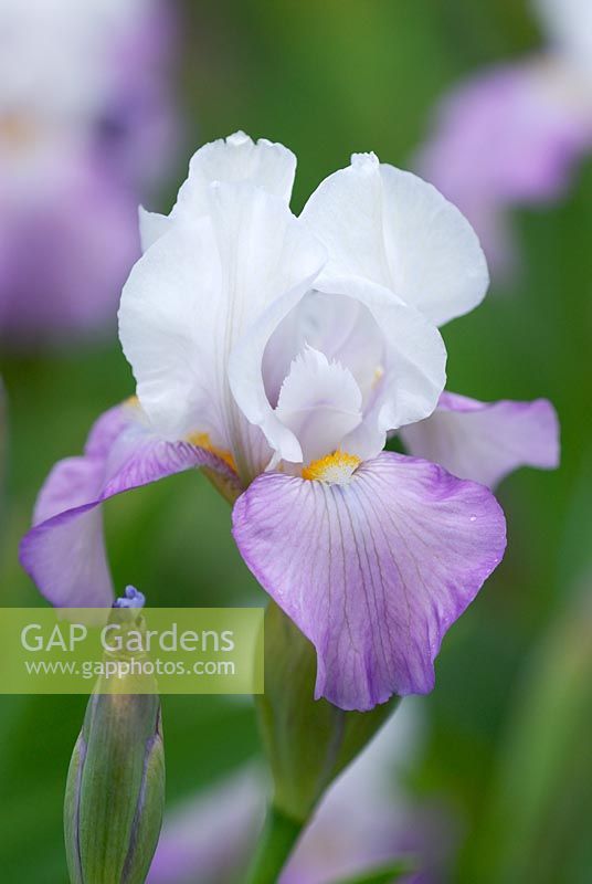 Bearded Iris 'Elegant Lass'
