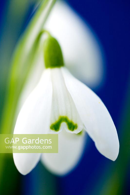 Galanthus nivalis - Common snowdrop