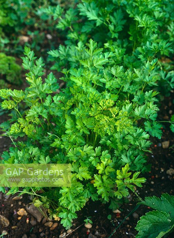 Petroselinum - Broad leaved parsley