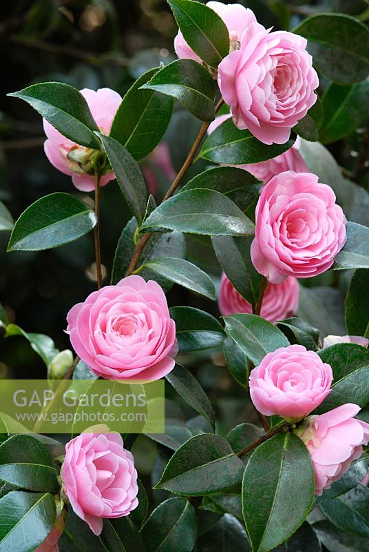 Camellia x williamsii 'E.G. Waterhouse' flowering in April