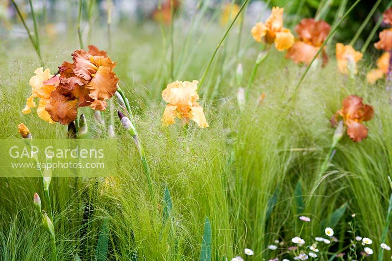 Iris 'Berkeley Gold', Iris 'Brasilia' and 'Stipa tenuissima - Laurent-Perrier Garden, Chelsea 2007