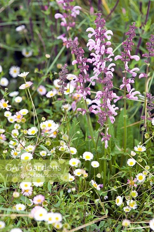 Salvia and Daisies - Amnesty International Garden for Human Rights, Chelsea 2007