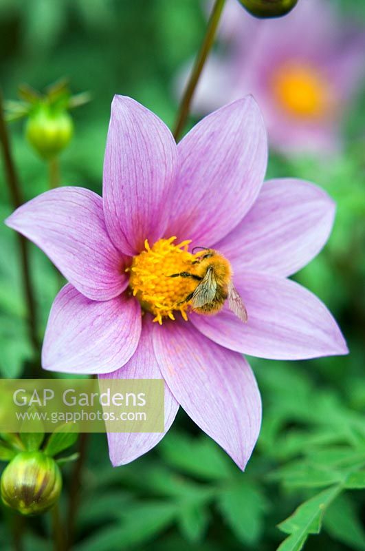 Dahlia 'Woodbridge' with a bee