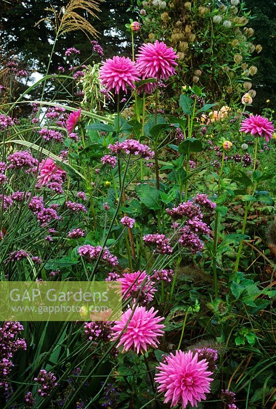 Verbena bonariensis and Dahlia