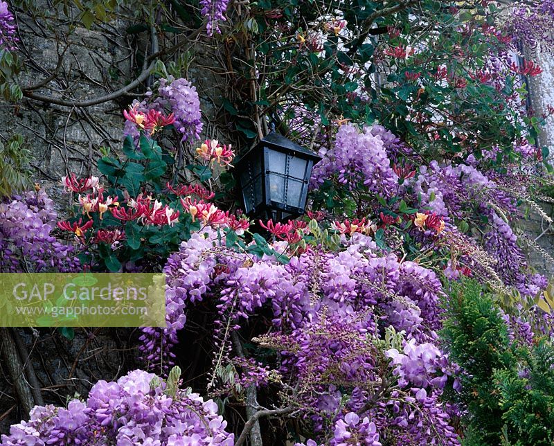 Wisteria sinensis and Lonicera x americana on the front of the house - Eastleach House, Gloucestershire