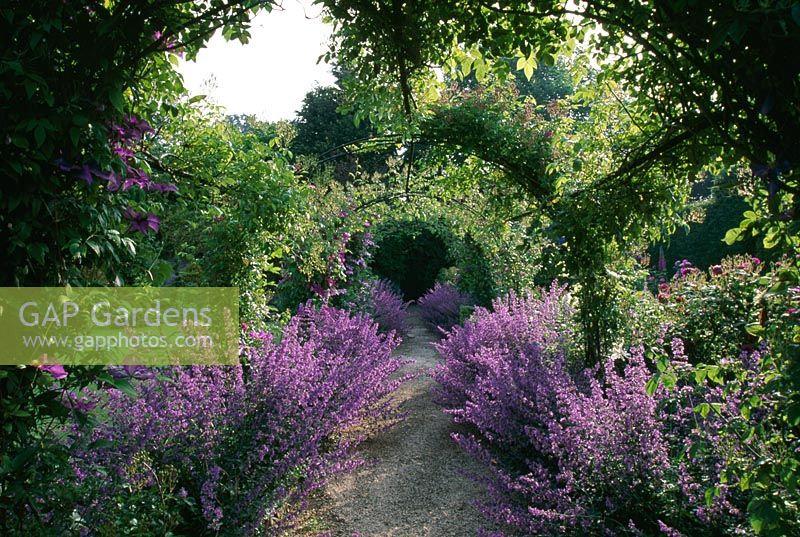 Rosa arches with Nepeta 'Six Hills Giant' beneath - Eastleach House, Gloucestershire
