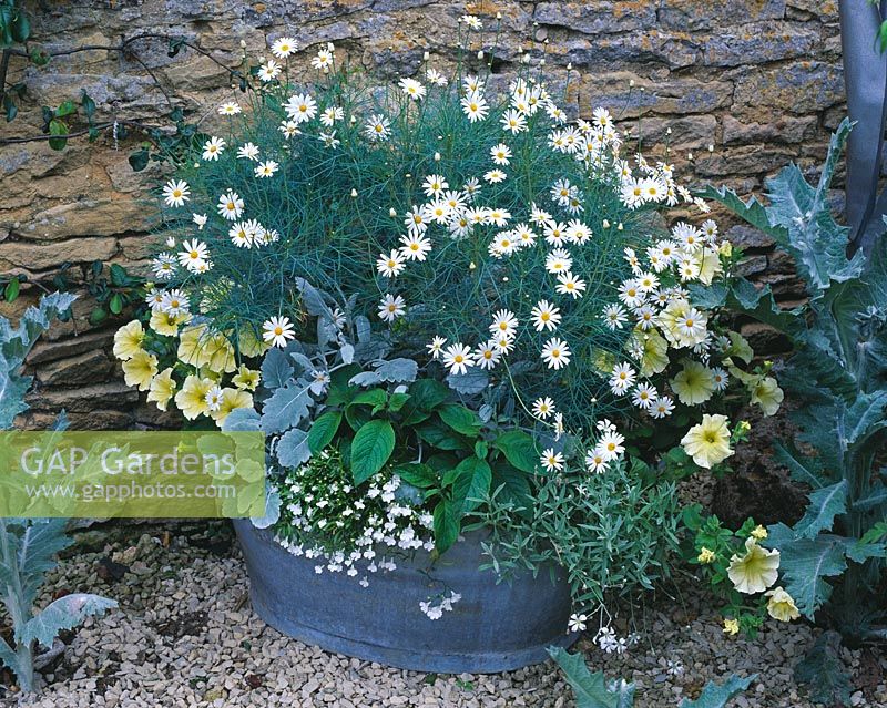 Old tin bath planted with Cerastium tomentosum, white Lobelia, lemon Petunias and Argyranthemum gracile 'Chelsea Girl' - Oxfordshire 
