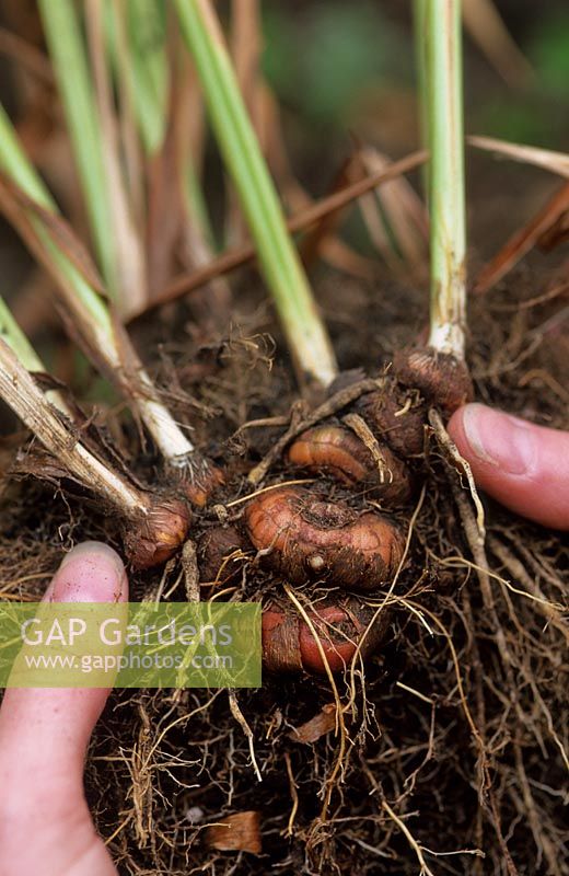 Dividing clump of Crocosmias