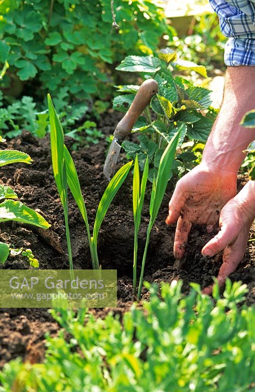 Planting Crocosmia