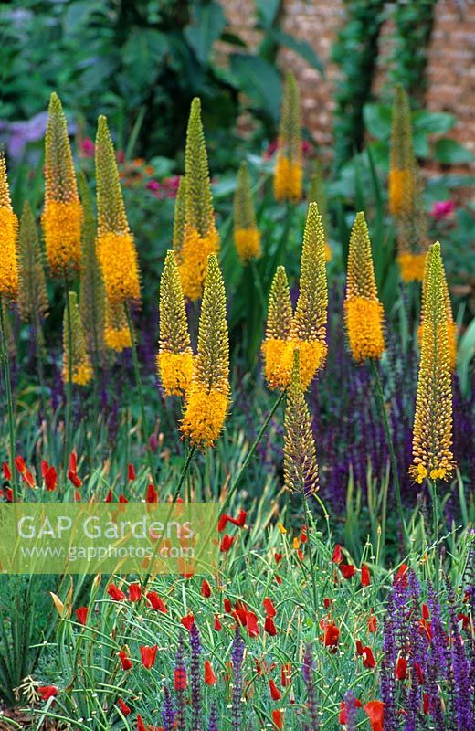 Eremurus x isabellinus - New Hall College , Cambridge