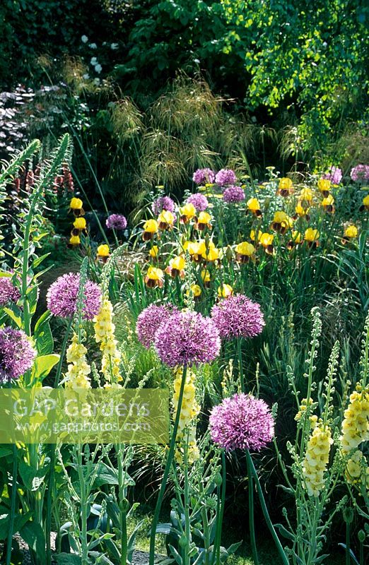 Allium hollandicum, Verbascum 'Gainsborough', bearded Irises and Stipa gigantea