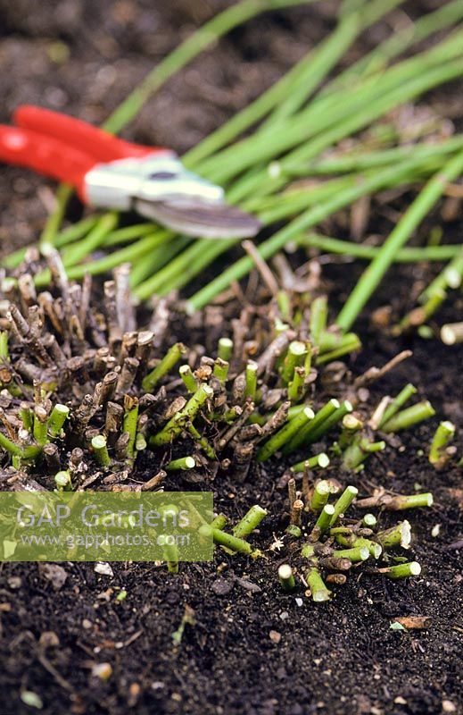 Cornus stolonifera 'Flaviramea' pruned down to ground level in early spring