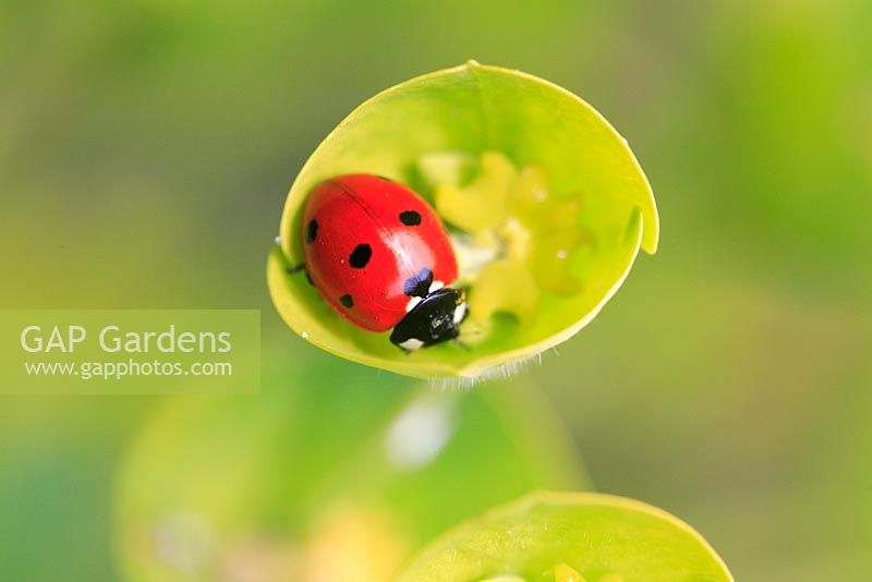 Ladybird on Euphobia